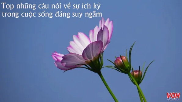 Khám phá ca dao tục ngữ phê phán thói ích kỷ