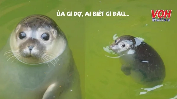 Khám phá nguồn gốc và ý nghĩa meme "Ủa gì dợ" của Trần My