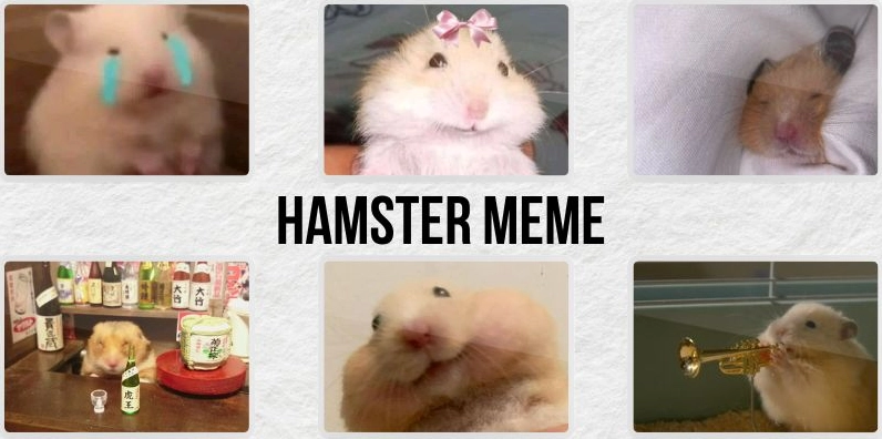 Khám Phá Thế Giới Meme Chuột: Từ Hài Hước Đến Độc Lạ