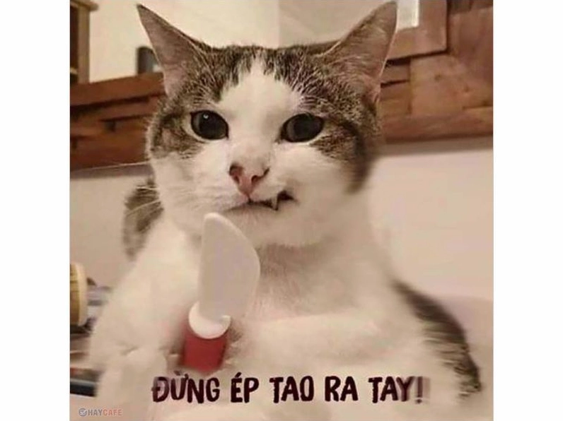Khám phá Top những ảnh meme hài hước và bựa nhất 2026
