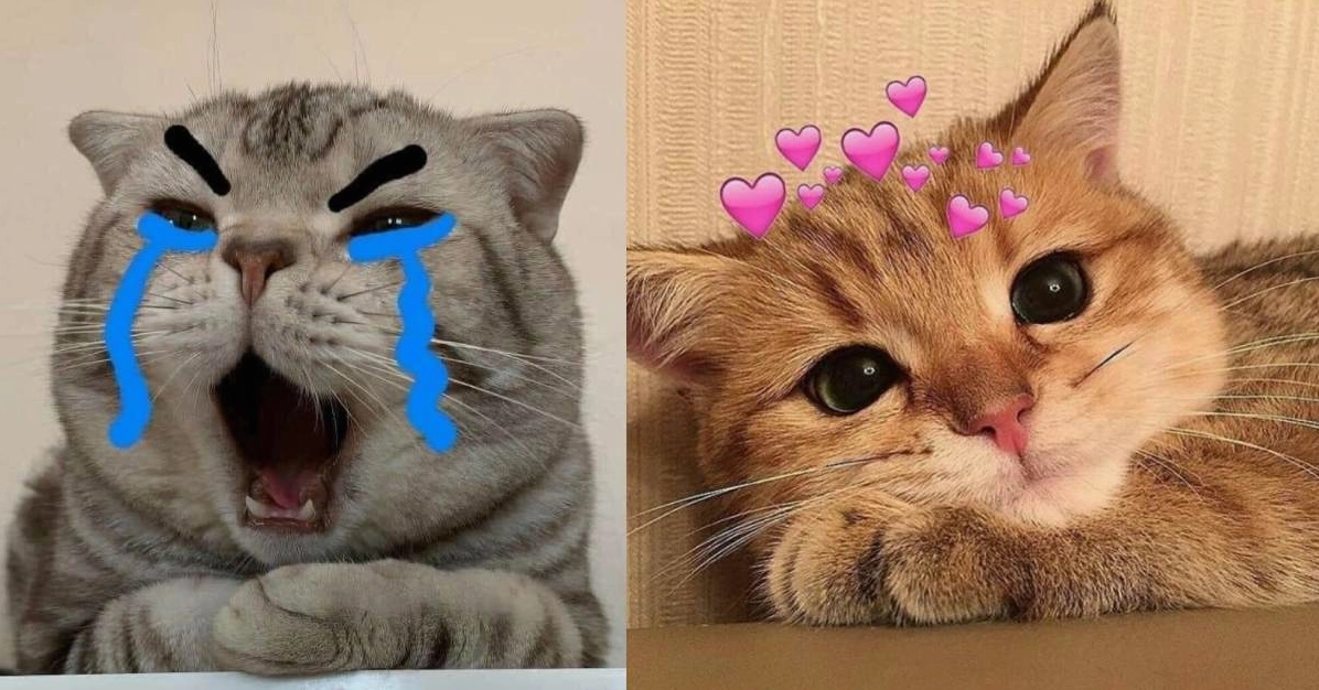 Mê mẩn với ảnh meme mèo cười siêu hài hước, biểu cảm độc đáo