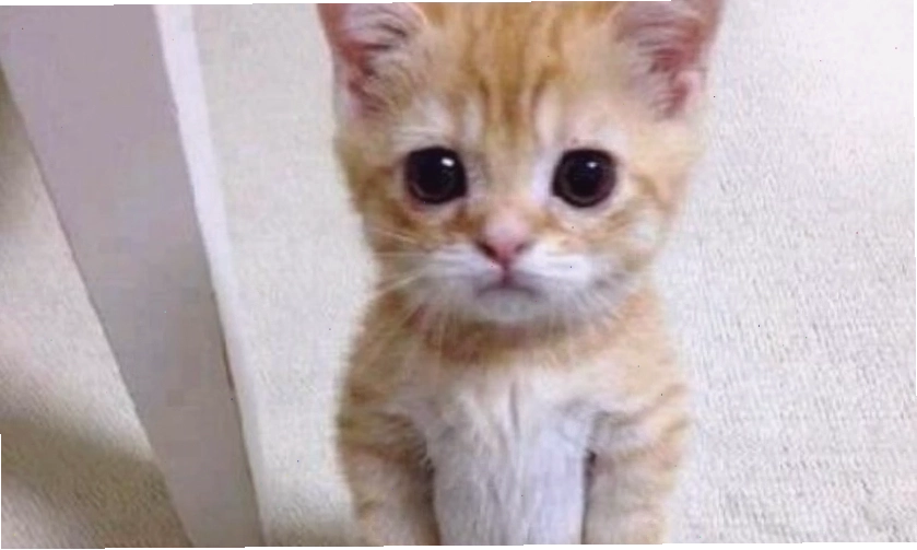 Meme biểu cảm ngơ ngác hài hước