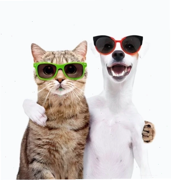Meme chó mèo con ôm nhau ngủ say sưa