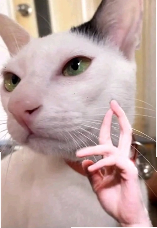 Meme chửi với lời lẽ mạnh mẽ nhưng hài hước