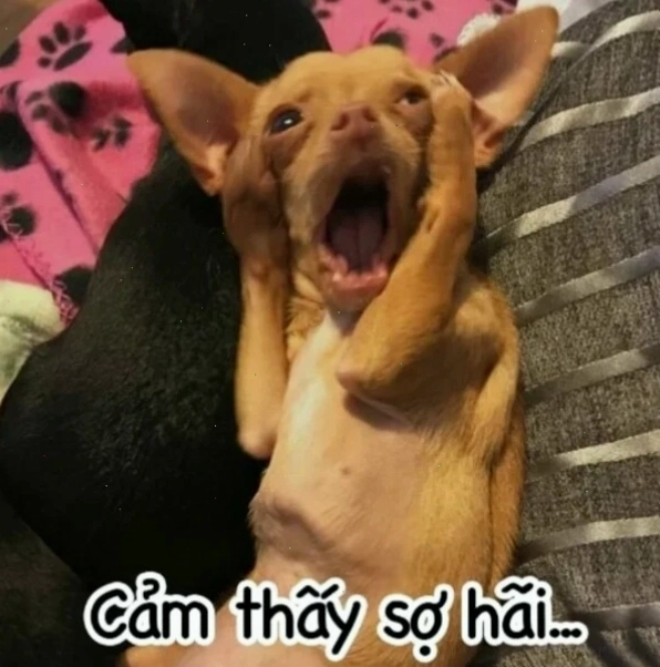 Meme con chó ôm đầu