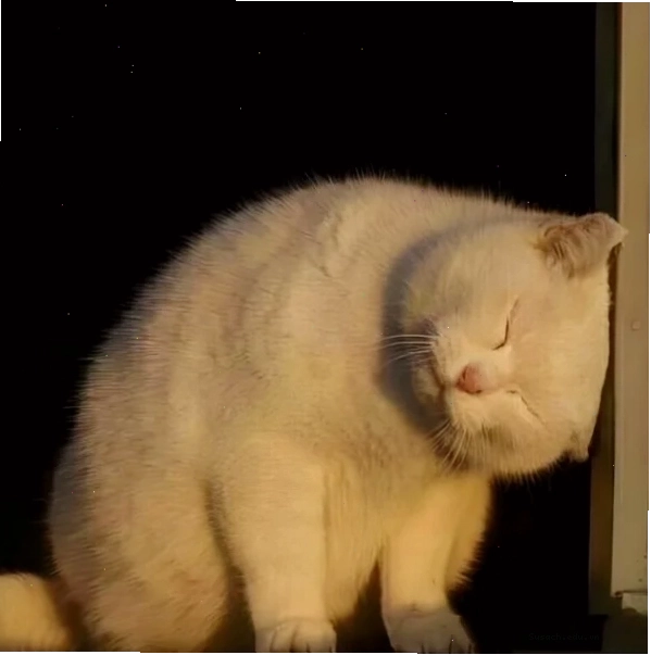 Meme con mèo đau đầu gãi đầu