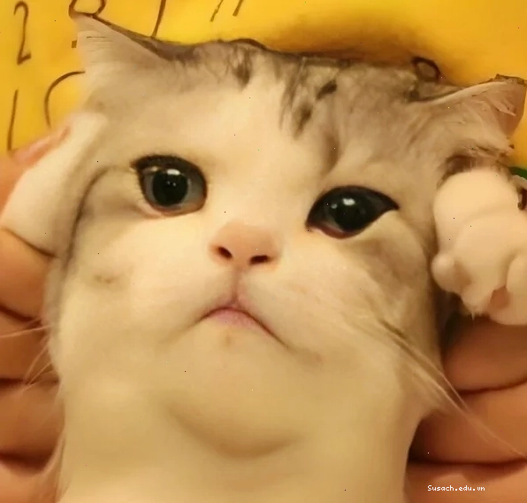 Meme đau đầu phiên bản hoạt hình