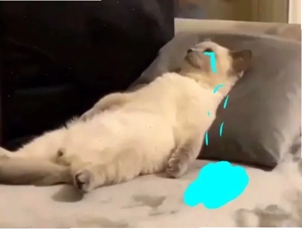 Meme đau tim với nhiều biểu cảm khác nhau