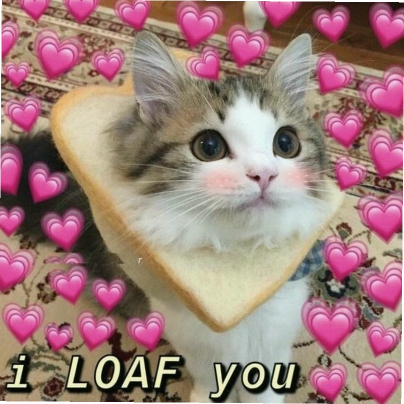 Meme động vật dễ thương biểu cảm hài hước