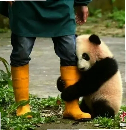 Meme gấu trúc năn nỉ: Biểu cảm xin lỗi đầy hài hước và đáng yêu