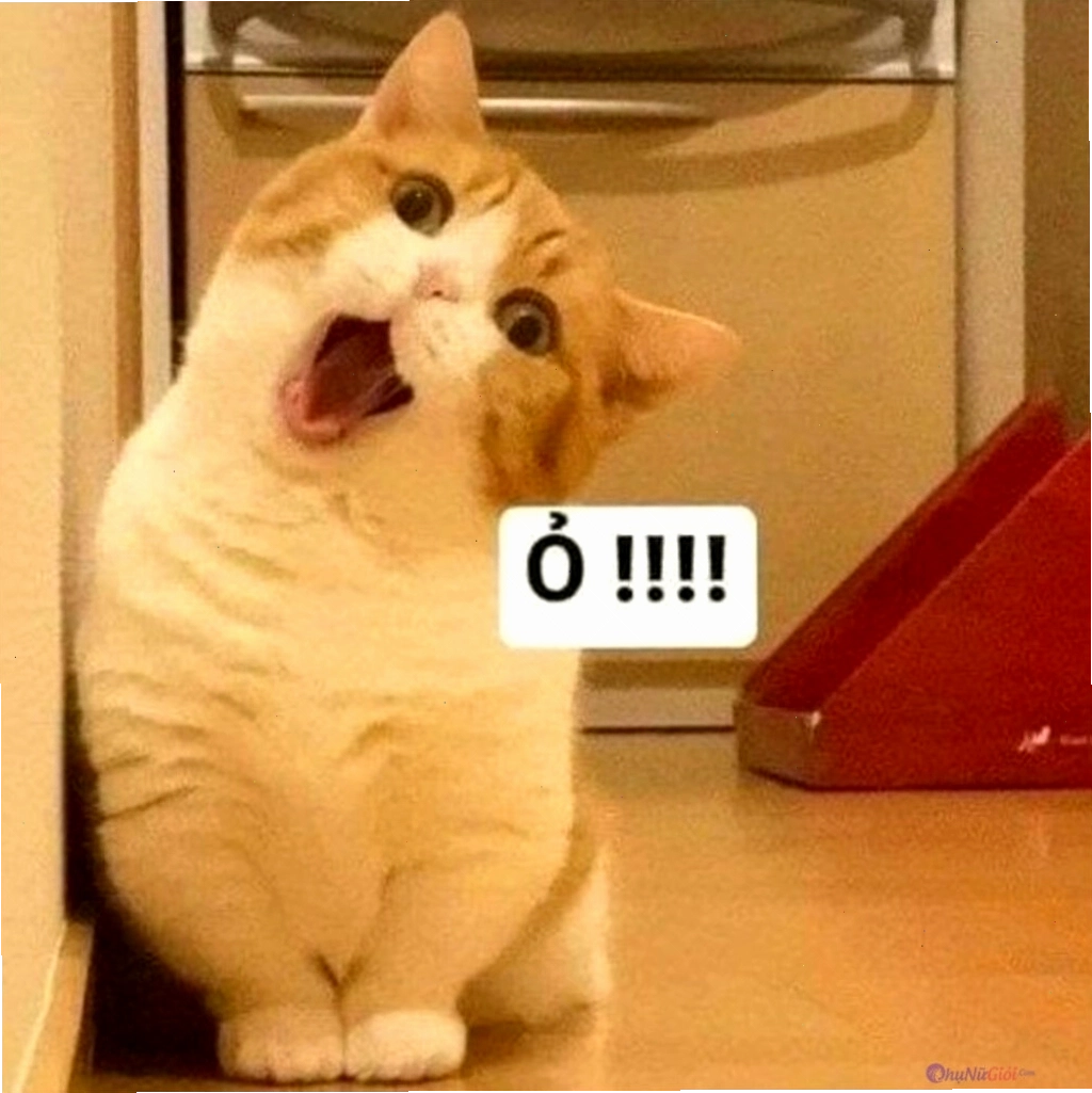 Meme mèo biểu cảm dễ thương