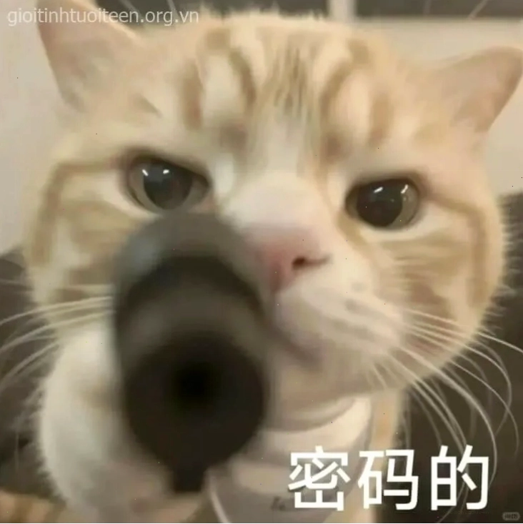 Meme mèo cầm súng với ánh mắt nghiêm túc lạnh lùng