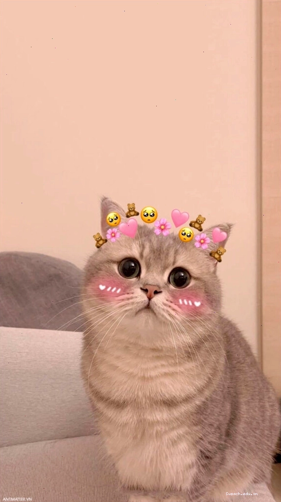 Meme mèo con đáng yêu