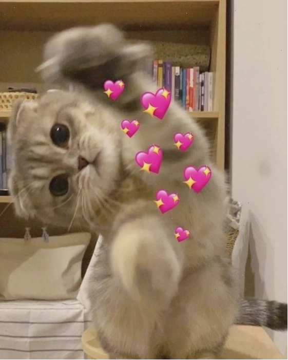 Meme mèo cute đang chơi đùa