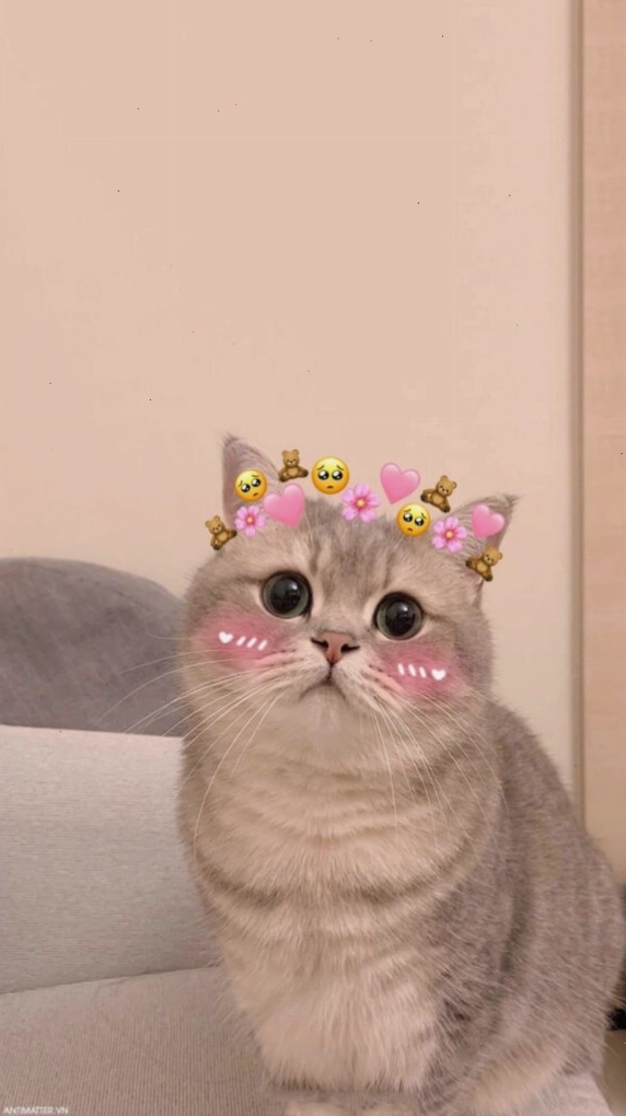 Meme mèo cute đang ngủ gật