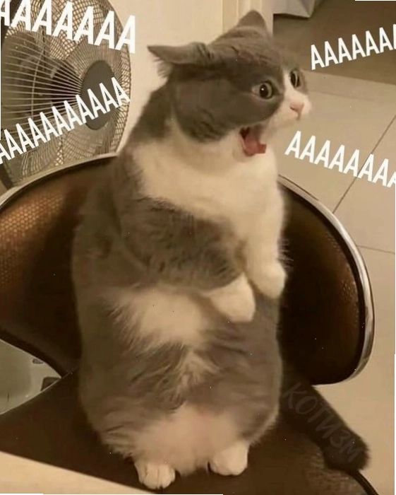 Meme mèo cute dỗi hờn