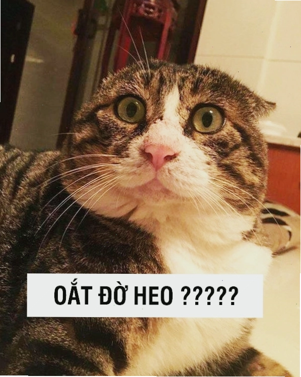 Meme mèo cute khóc với ánh mắt ngấn lệ