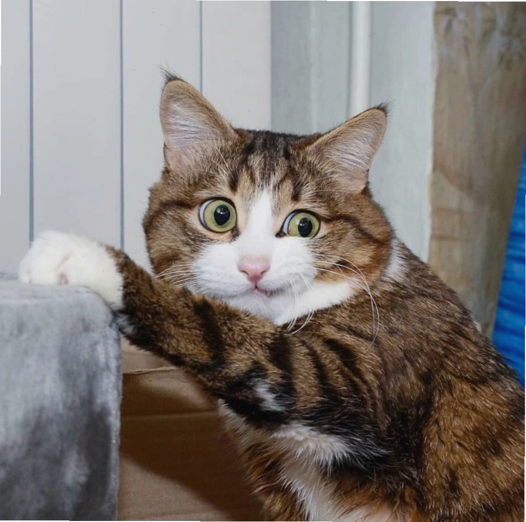 Meme mèo cute ngồi trên ghế địa ngục
