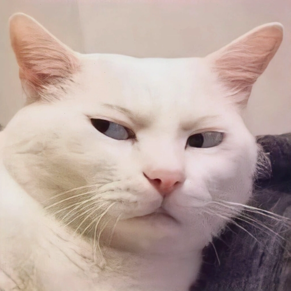 Meme mèo cute ngồi trên ghế một cách đầy quyền lực