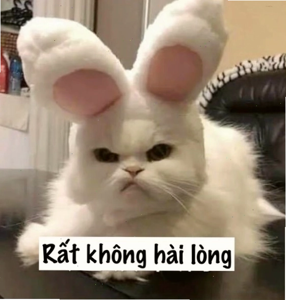 Meme mèo cute tức giận