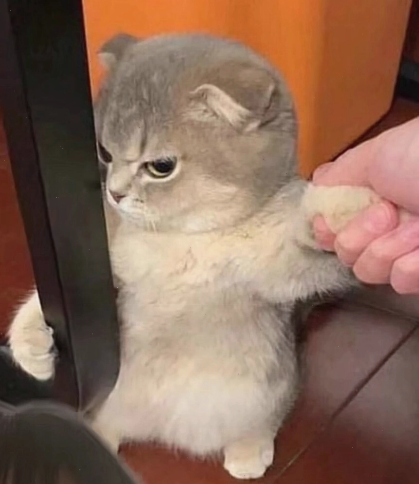 Meme mèo cute với vẻ mặt khó chịu