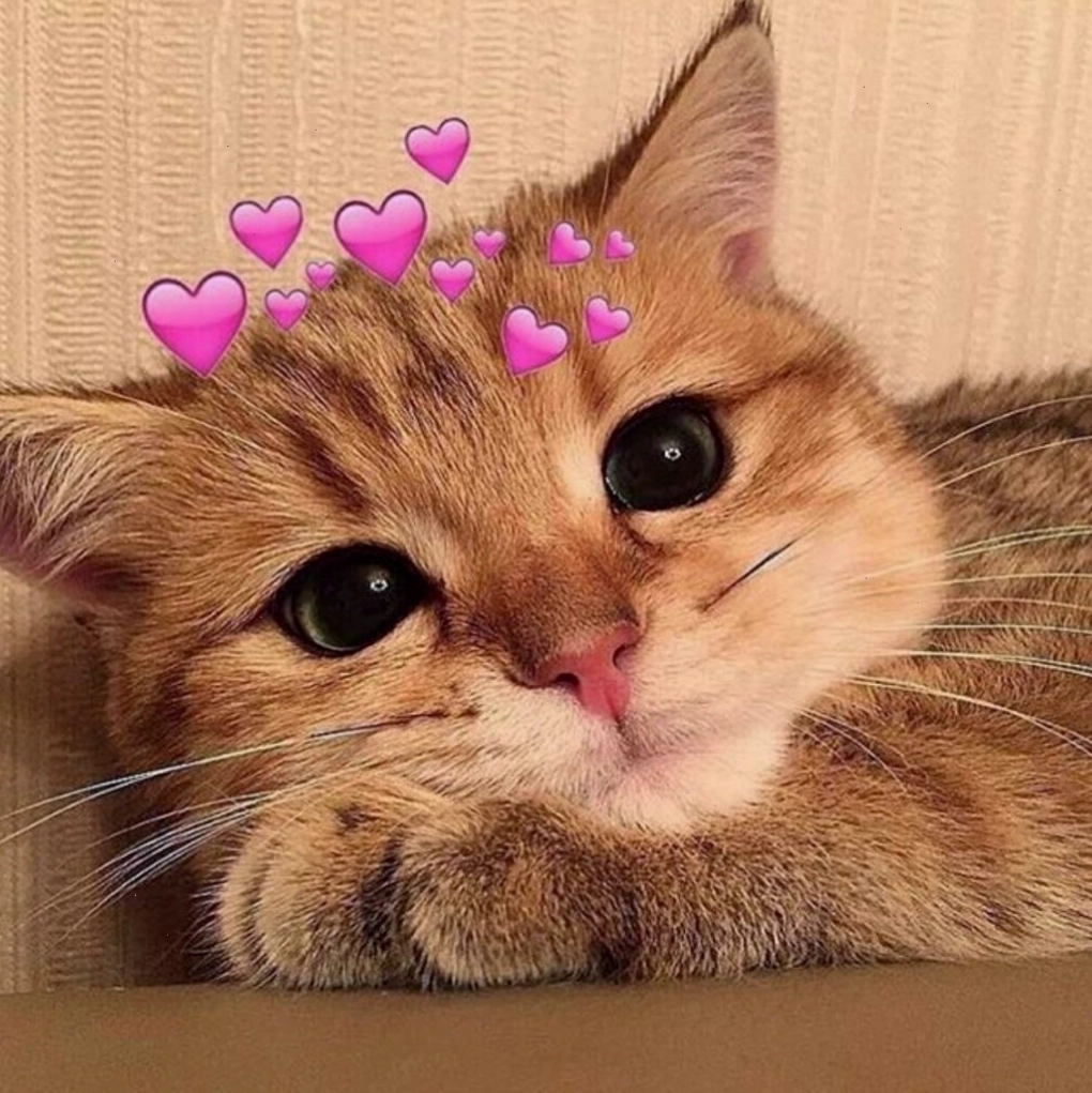 Meme mèo cute với vẻ mặt ngây thơ