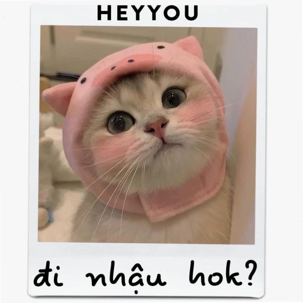 Meme mèo đáng yêu với đôi mắt to tròn