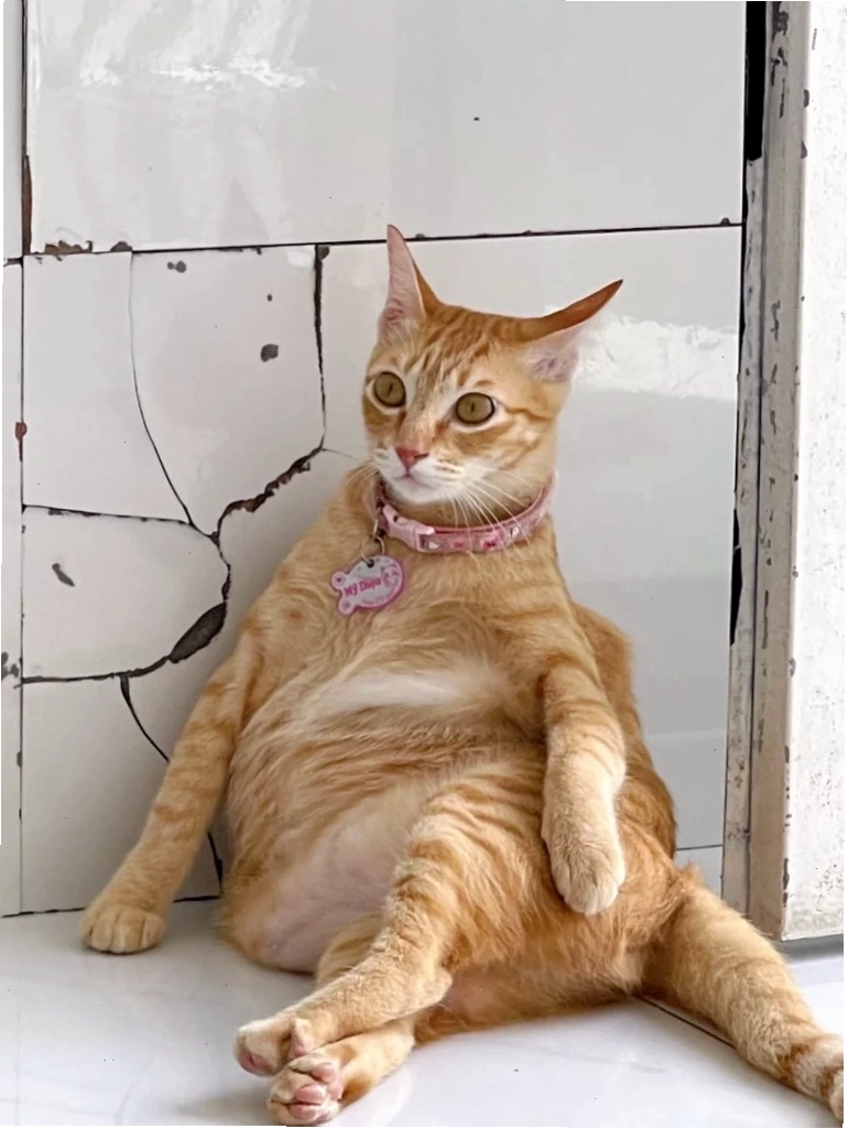 Meme mèo đáng yêu với đôi mắt tròn xoe