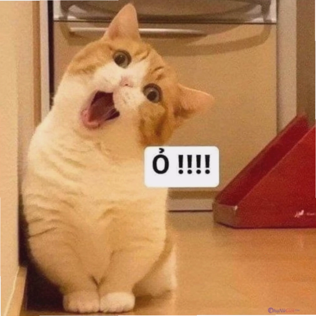 Meme mèo đáng yêu với phụ kiện dễ thương