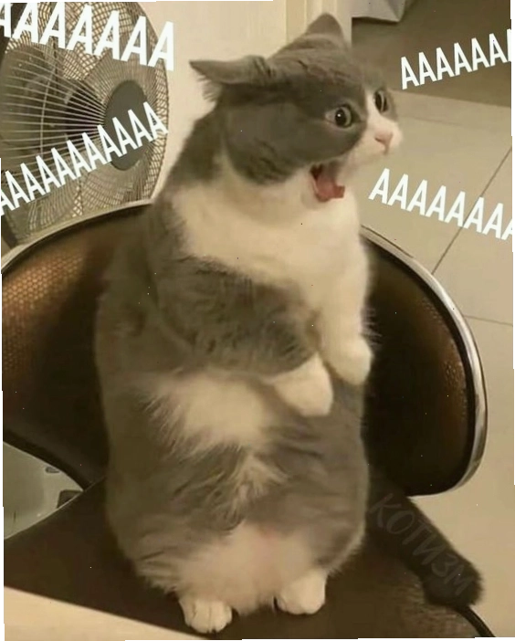 Meme mèo giận dỗi đáng yêu