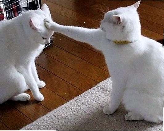 Meme mèo hài hước với biểu cảm ngạc nhiên