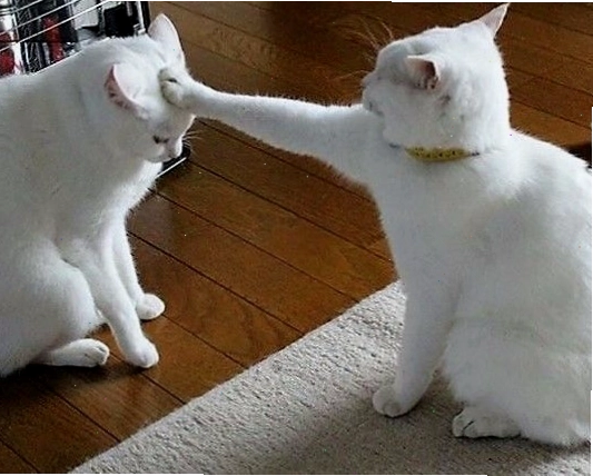 Meme mèo hài hước với biểu cảm ngạc nhiên