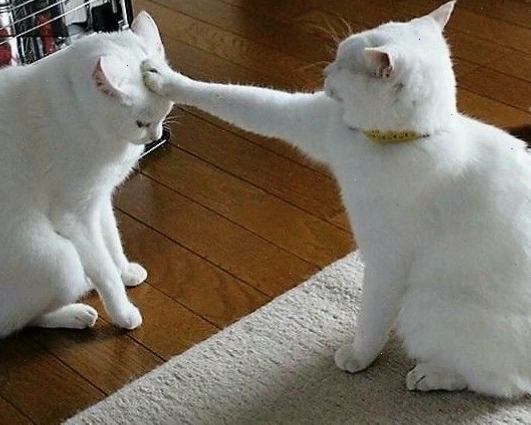 Meme mèo hài hước với biểu cảm ngạc nhiên