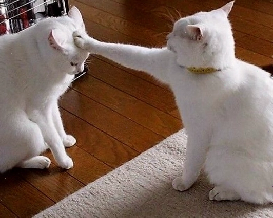 Meme mèo khóc với biểu cảm hài hước