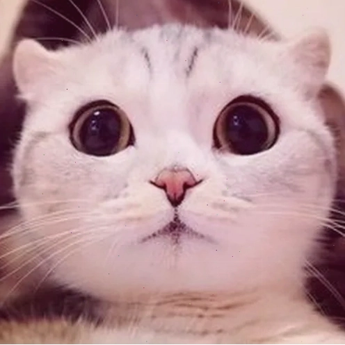 Meme mèo mắt long lanh cầu xin tha thứ