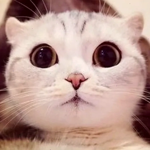 Meme mèo mắt long lanh với vẻ mặt ngơ ngác đáng yêu