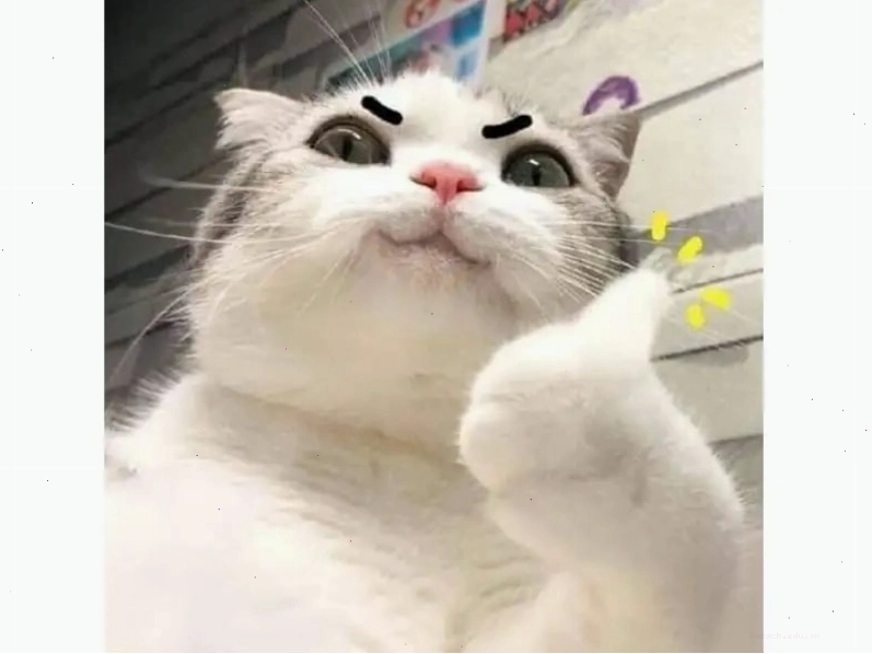 Meme mèo nhếch mép cười khoái trá
