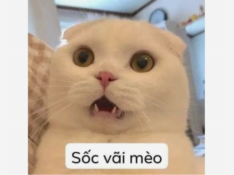 Meme mèo nhếch mép như đang chế giễu