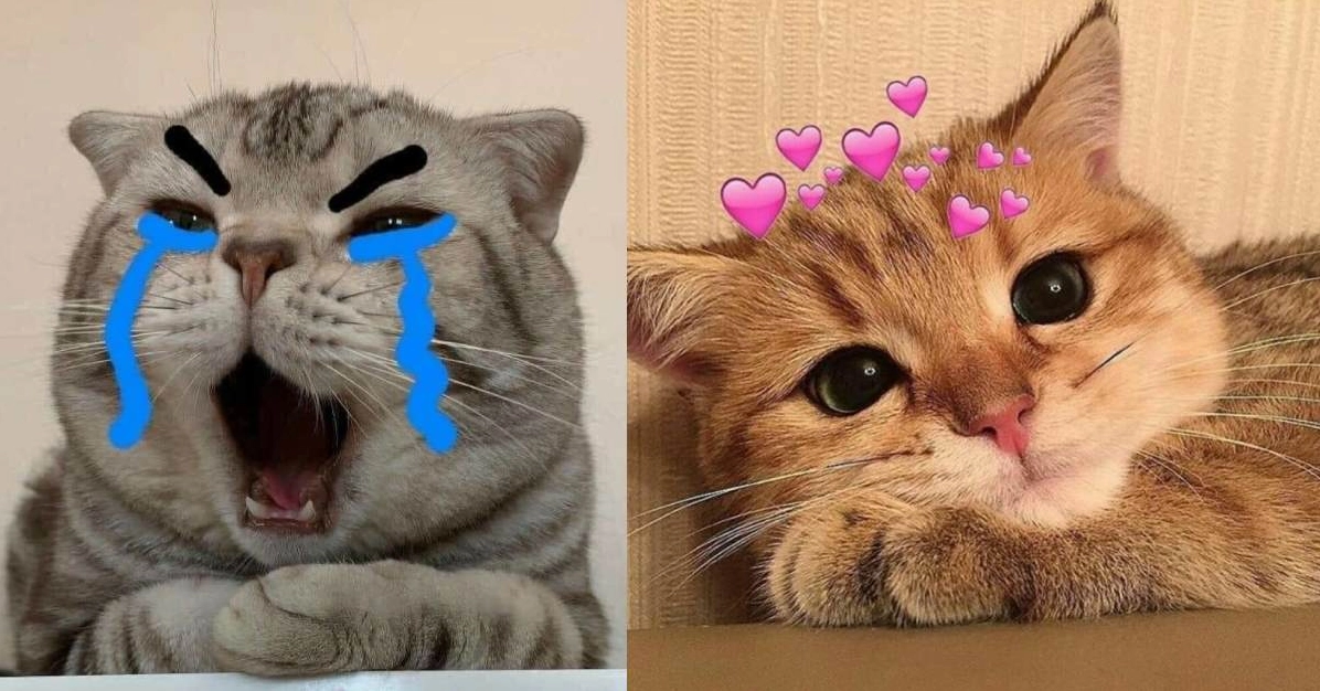 Meme Mèo Nhếch Mép Những Hình Ảnh Độc Đáo Nhất Năm 2026