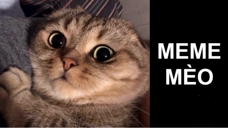 Meme mèo nhếch mép với biểu cảm láu lỉnh