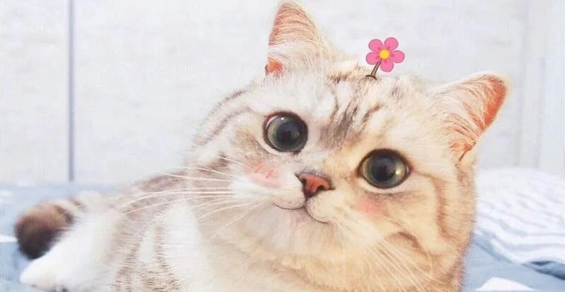 Meme Mèo Ói: Tuyển Tập Biểu Cảm Cực Lầy Cho Mọi Tình Huống