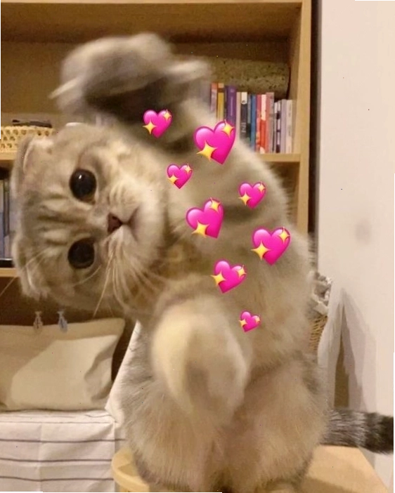 Meme mèo ôm nhau đáng yêu và ngộ nghĩnh