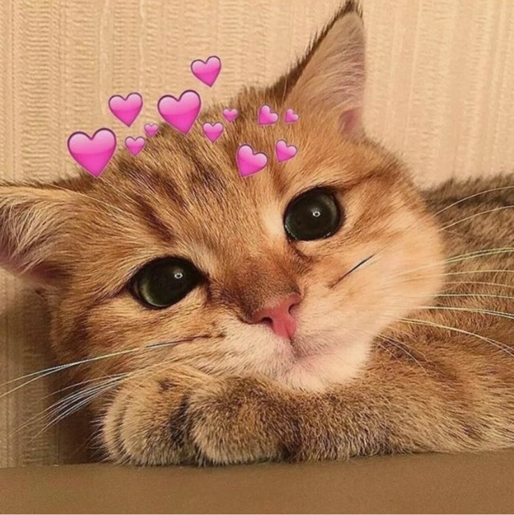 Meme mèo ôm nhau mang đến nụ cười
