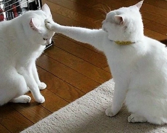 Meme mèo ôm nhau ngủ cực kỳ đáng yêu