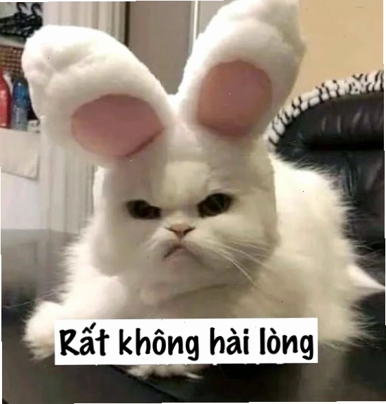 Meme mèo ôm nhau thể hiện sự giận dỗi