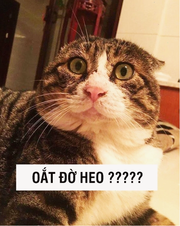 Meme mèo ôm nhau thể hiện sự phụ thuộc
