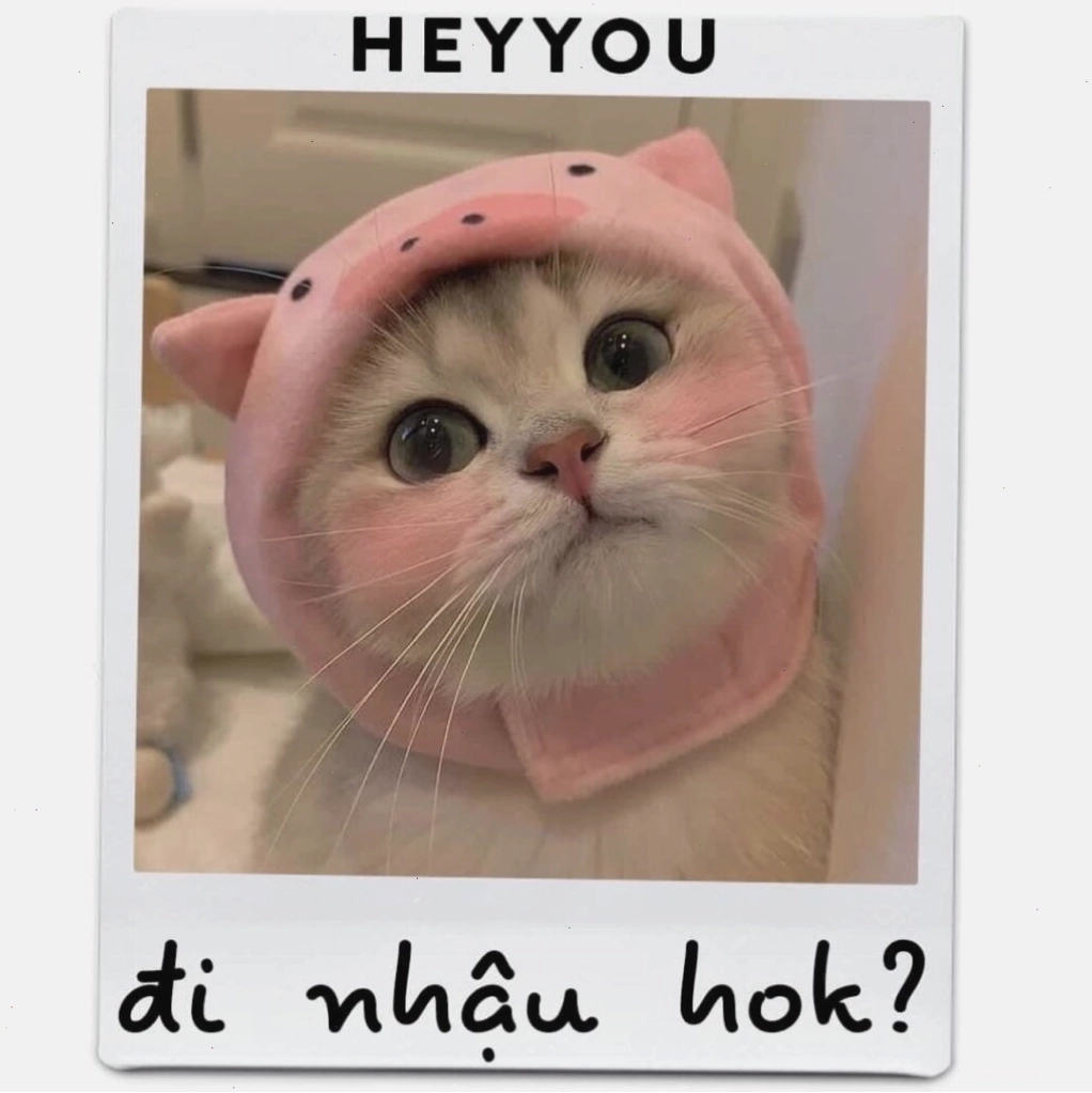 Meme mèo ôm nhau tràn đầy tình yêu thương