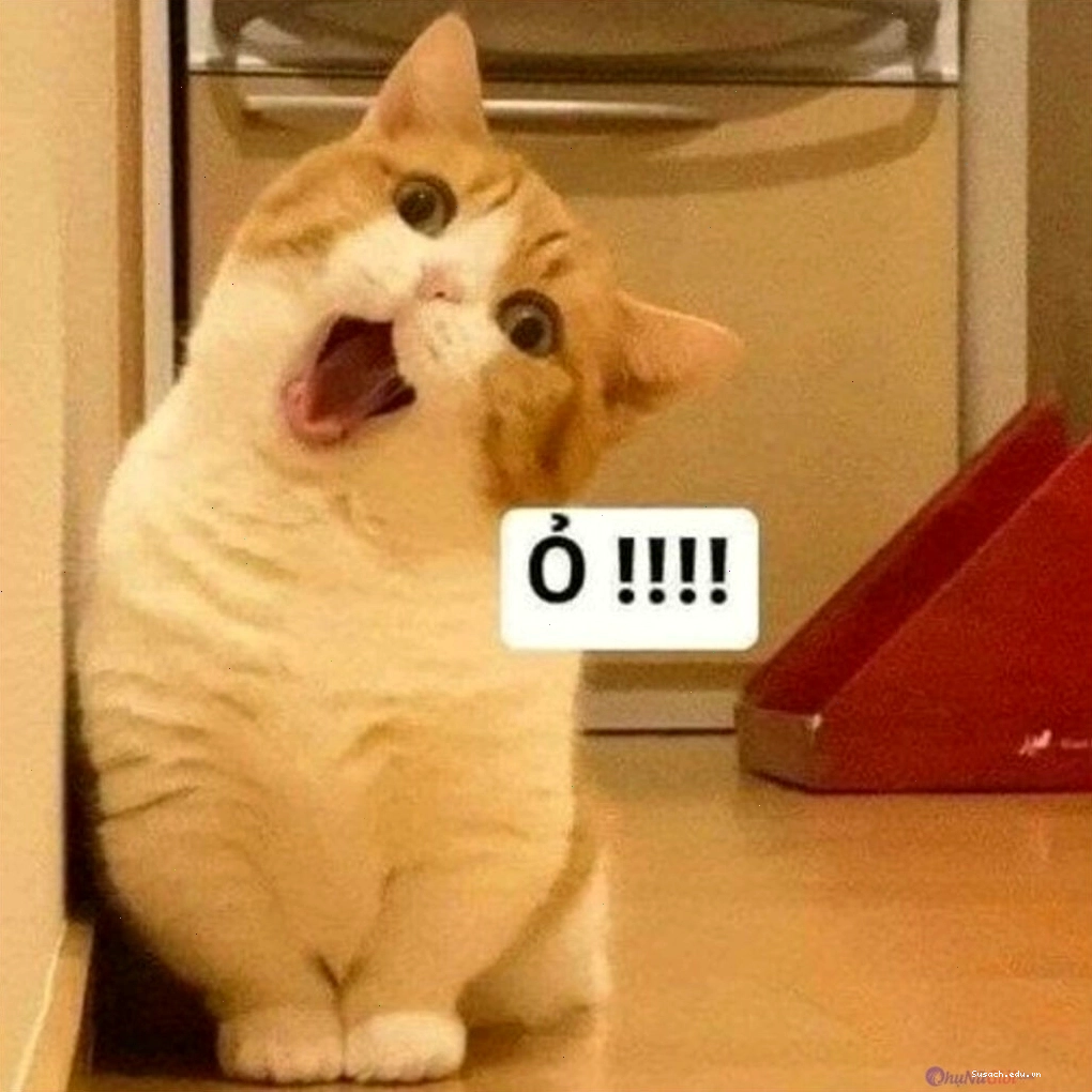 Meme mèo ôm nhau với nhiều cảm xúc