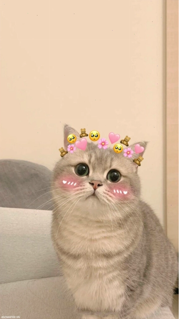 Meme mèo ôm nhau với phong cách độc đáo