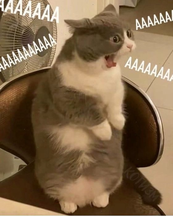 Meme mèo ôm nhau với tình huống hài hước